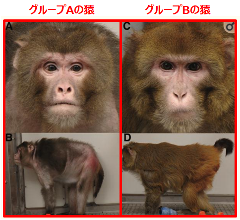 普通食の猿と食事量を減らした猿の比較