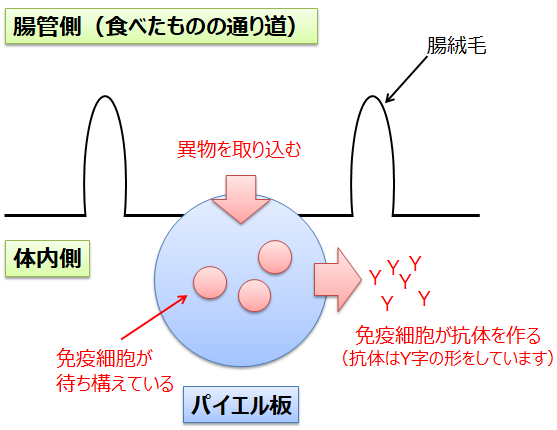 小腸における免疫機構（概略図）